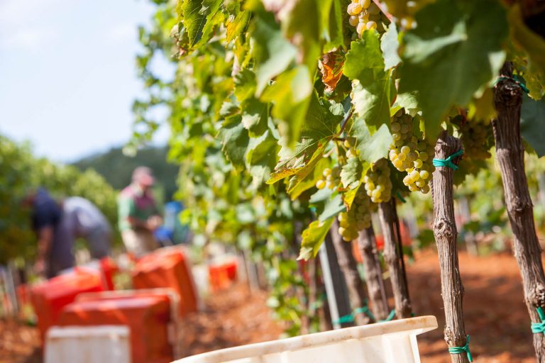 vina-franc-arman franc-arman